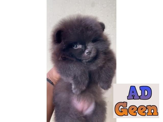 used Original Mini Pom Puppies available 9793862529 for sale 